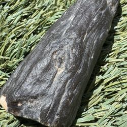 Petrified Wood 200Million Years old