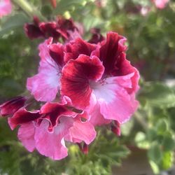 Geraniums