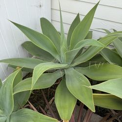 Foxtail Agave