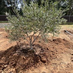 36” Box Fruitless Olive Tree 