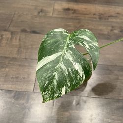 Monstera Albo - One Leaf Cutting Fully Rooted