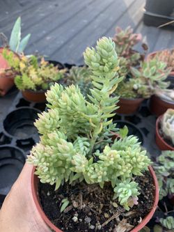 Sedum Succulent