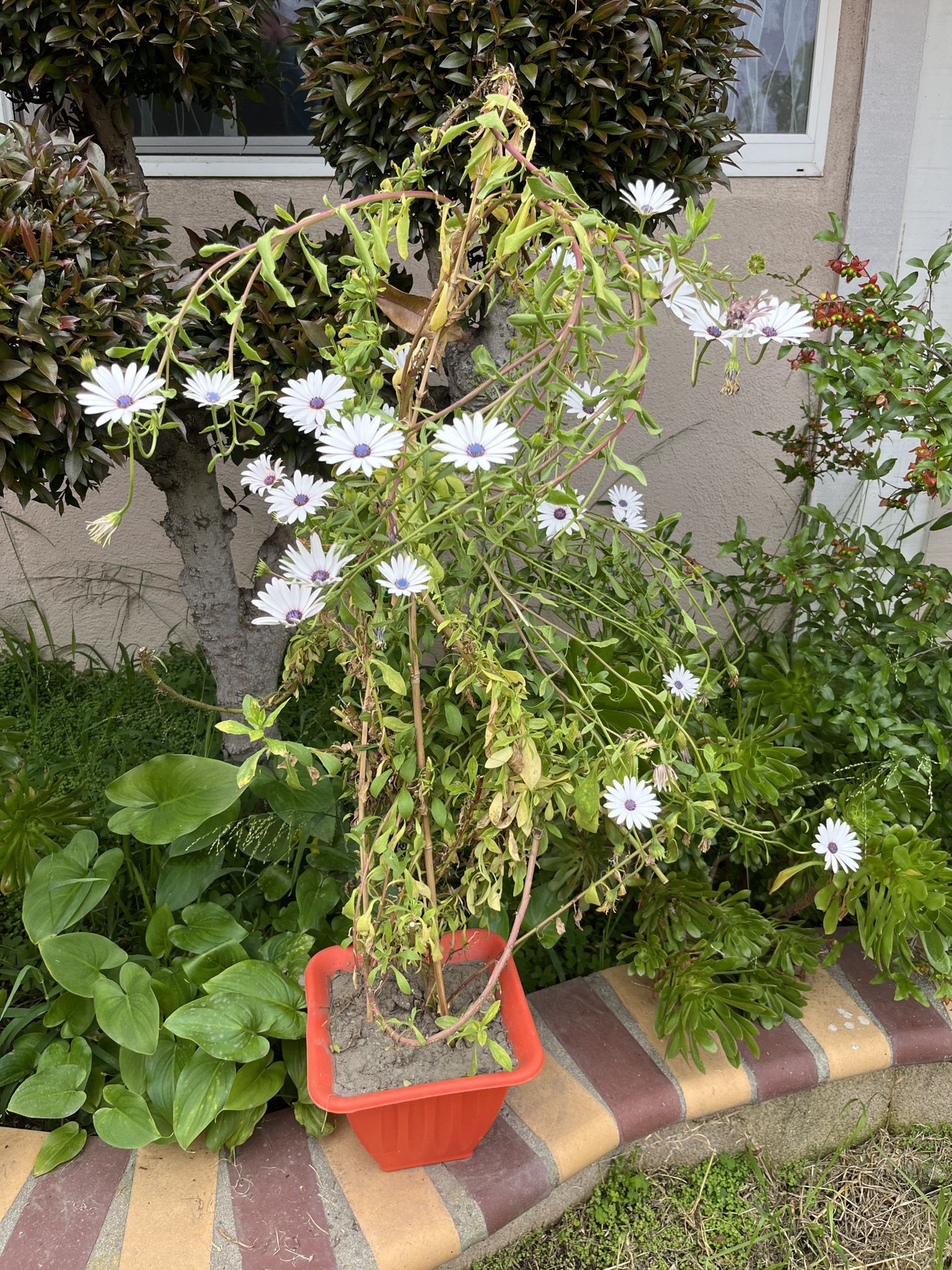 Beautiful White Purple Cape Marguerite Daisy Flowers Pot