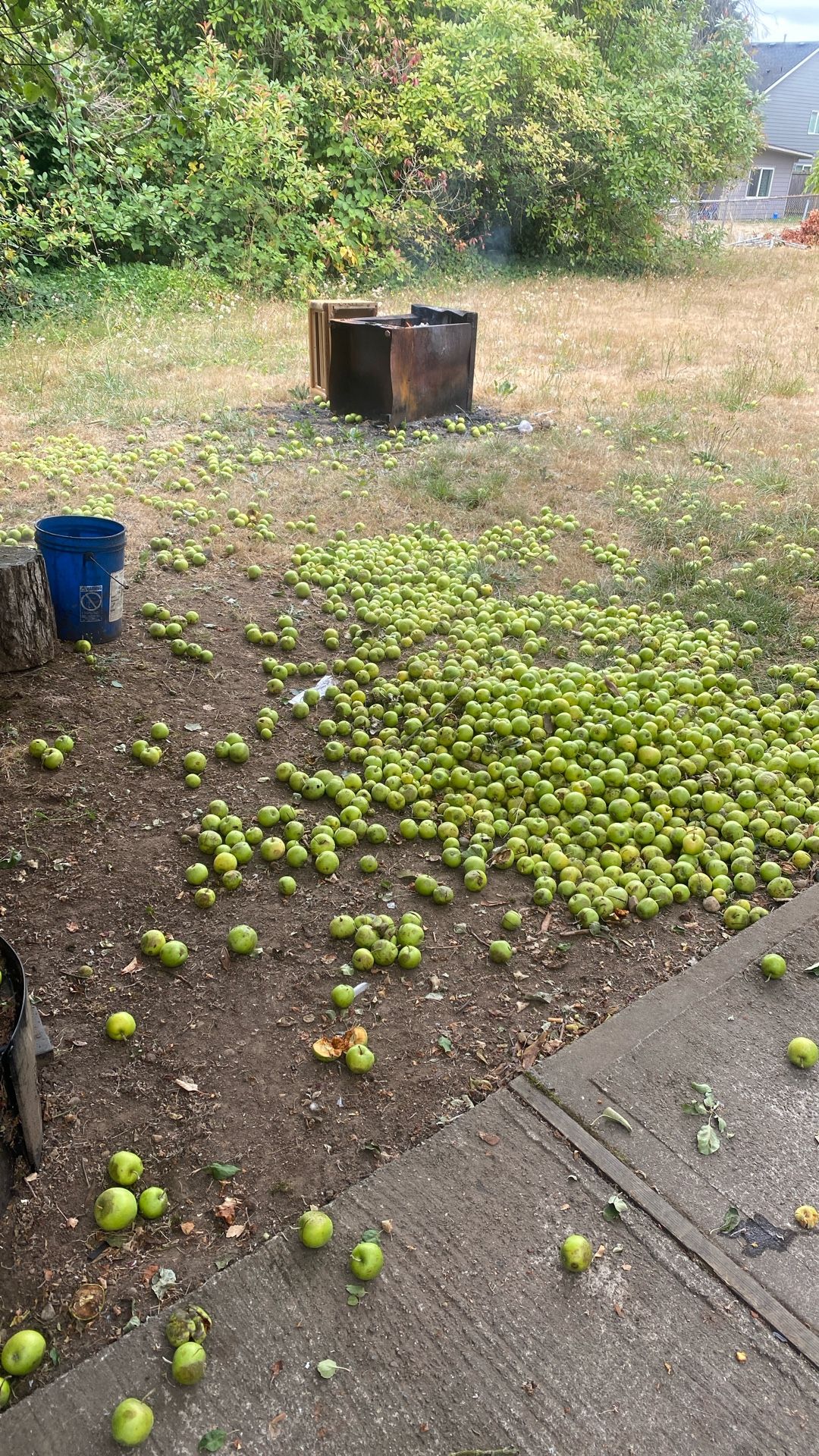 Free Apples For Feed Or Whatever You Want.