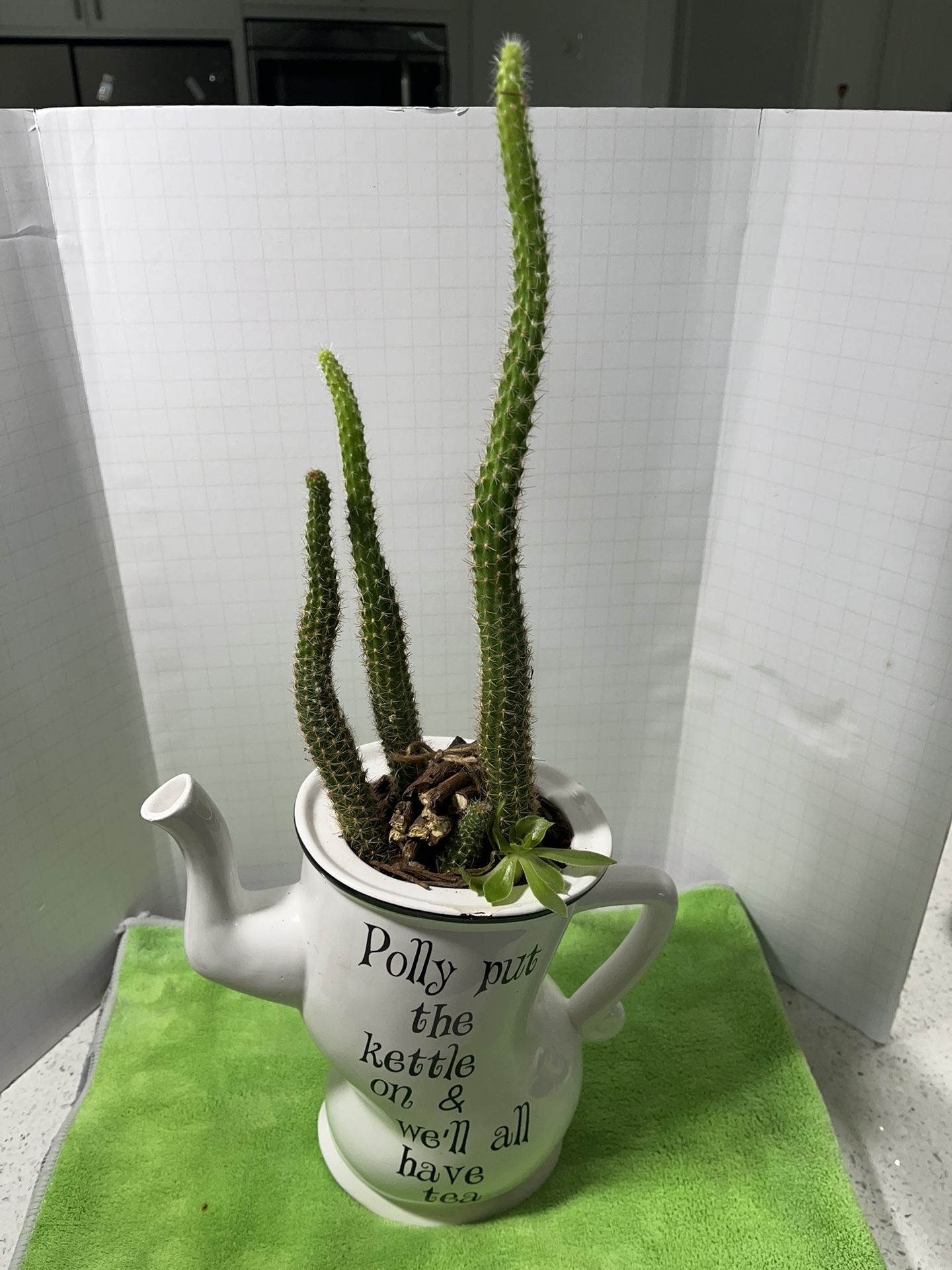 Rat Tail Cactus On A Kettle Decoration Live
