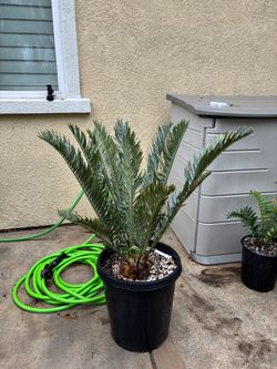 Encephalartos cerinus x horridus blue cycad