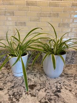 Spider plant