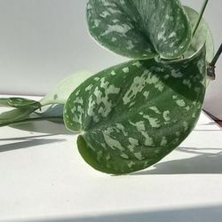 Wide Leaf Silver Satin Pothos Plant/ House Plant/ Indoor Plant Flower  Patio Garden 