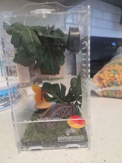 Jumping spider enclosure