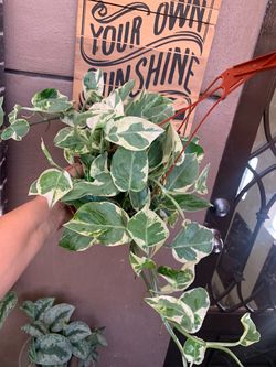 Photos n joys indoor plants