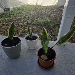 Plantas "Lengua de suegra" 