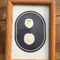 Sand Dollar