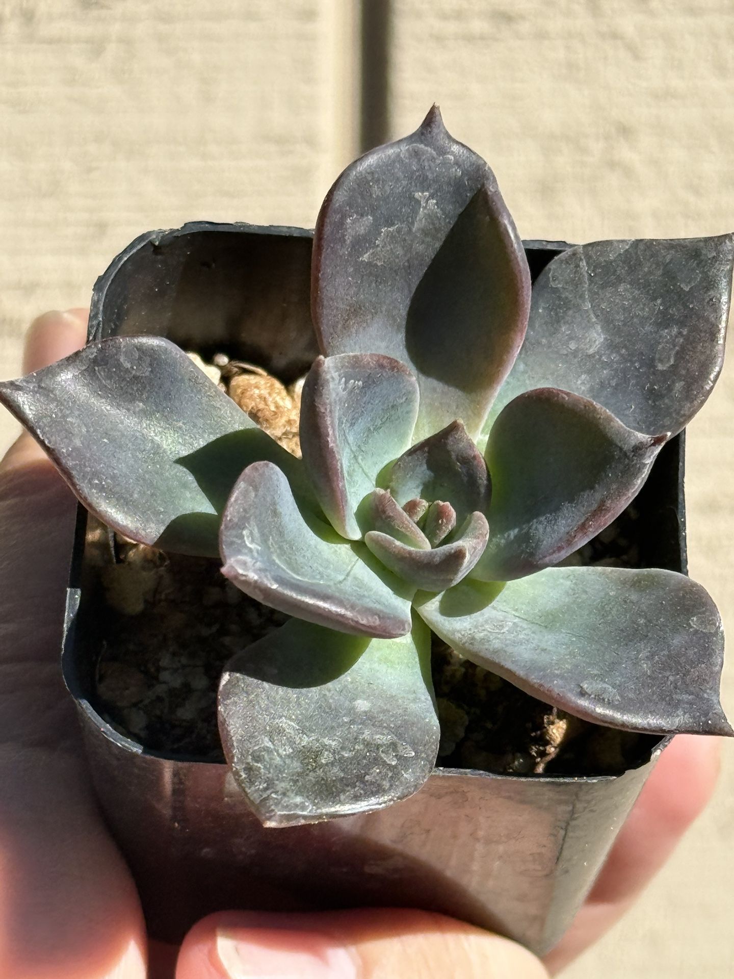 Plants for Sale!