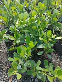 Clusia hedges 3gl $4.50