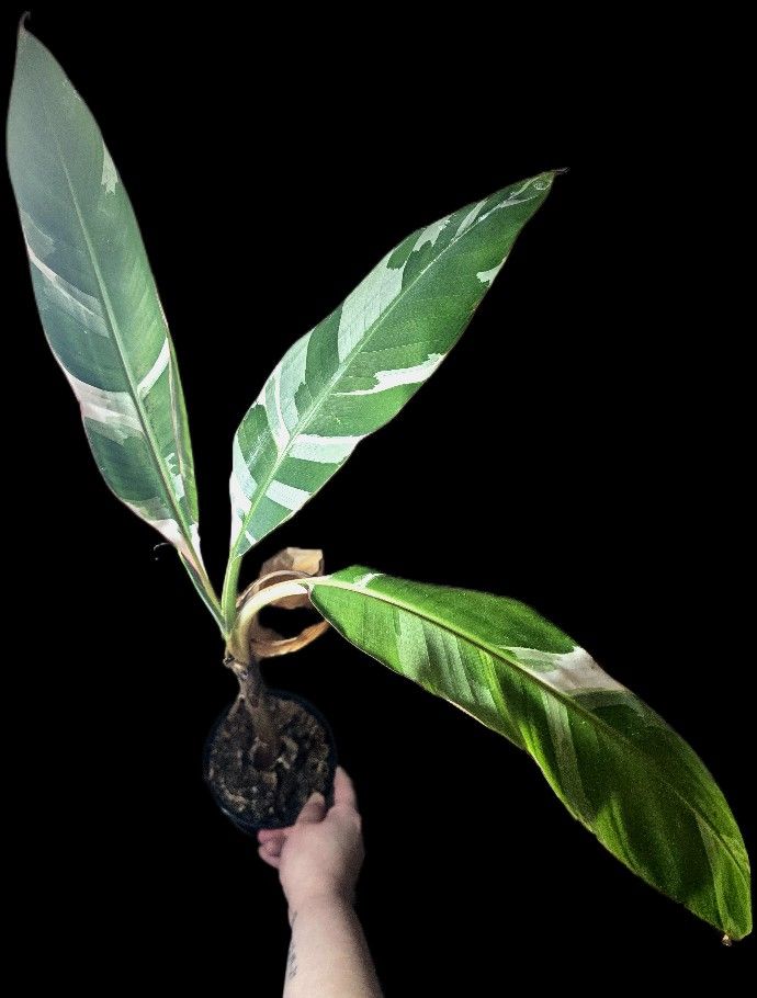 Musa Florida Variegated Banana Tree
