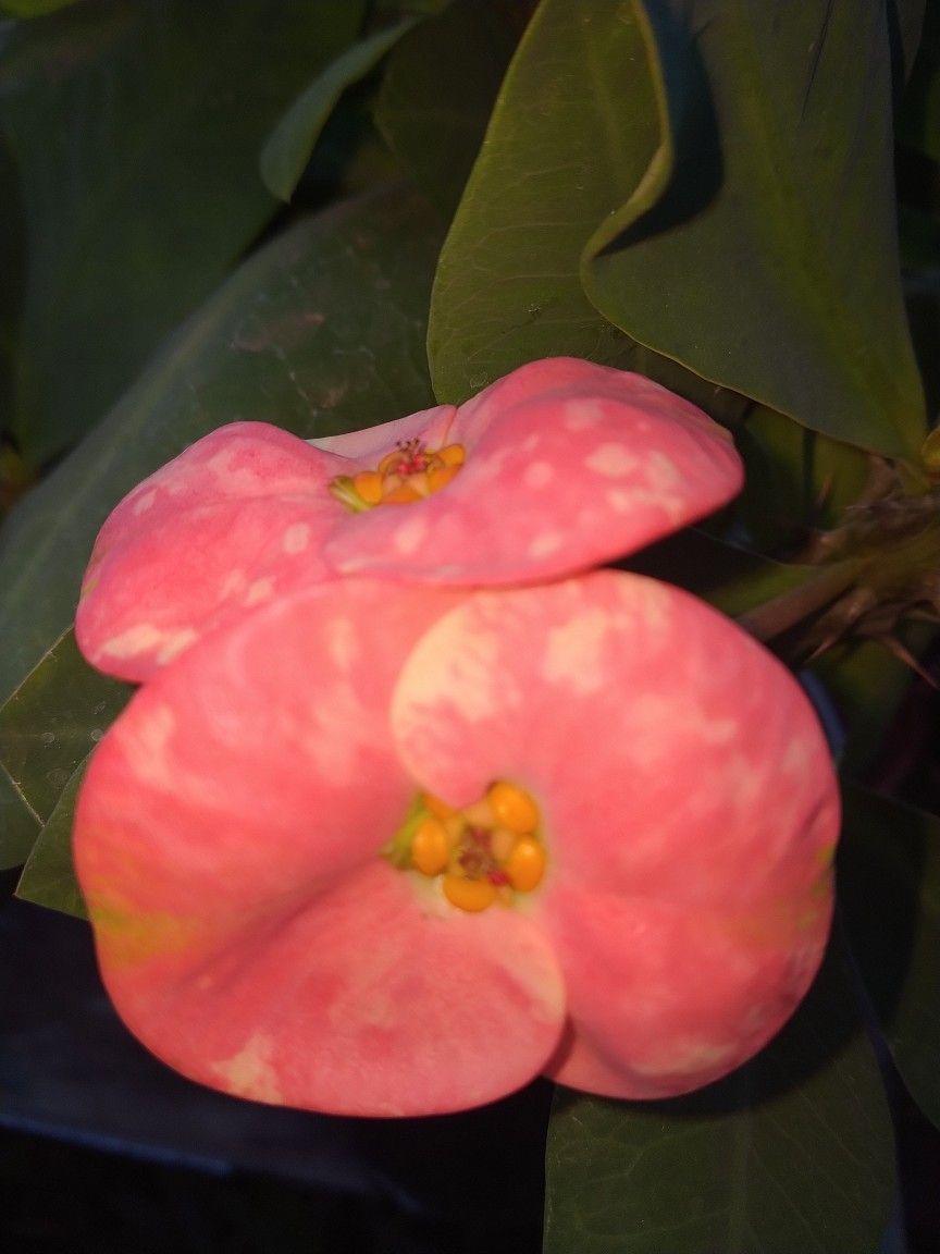 Hermosa Corona De Cristo Flor Grande 