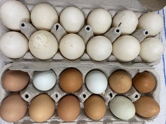 Pasture raised duck eggs