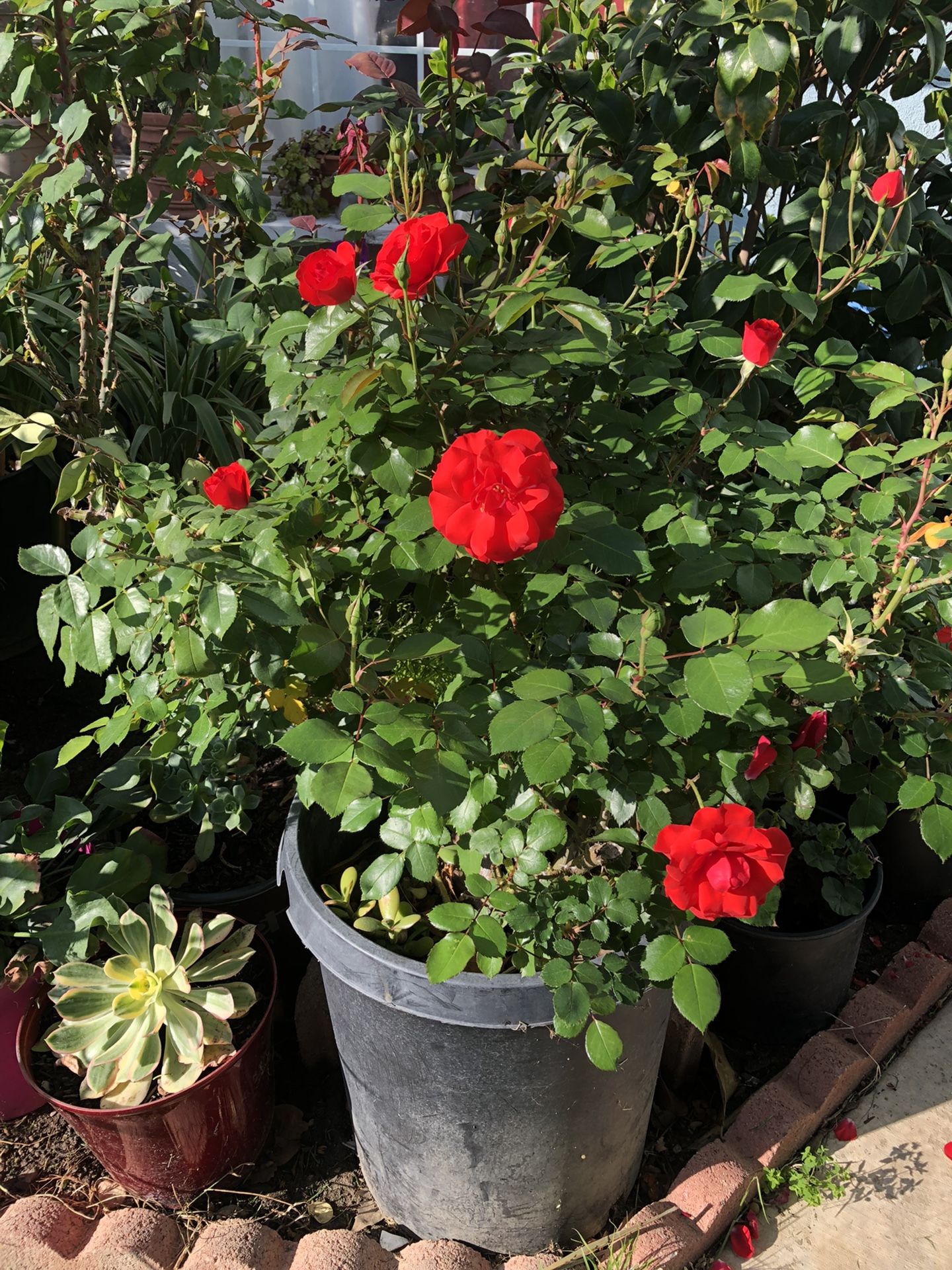 Roses 🌹 - Other - Collectibles & Art
