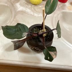 Pink Princess Philodendron