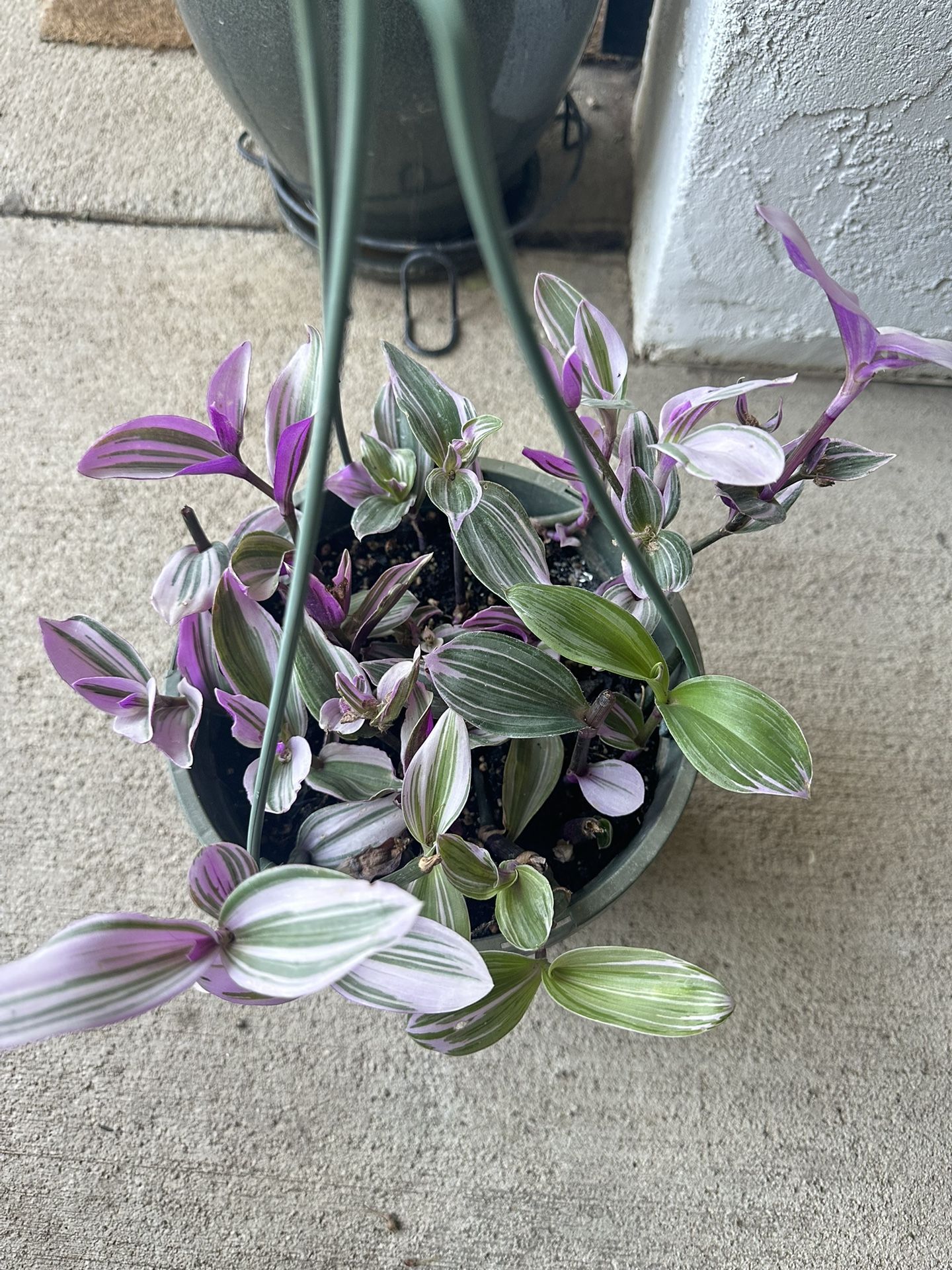 Tradescantia Nanouk Full Plant 8” Hanging Pot