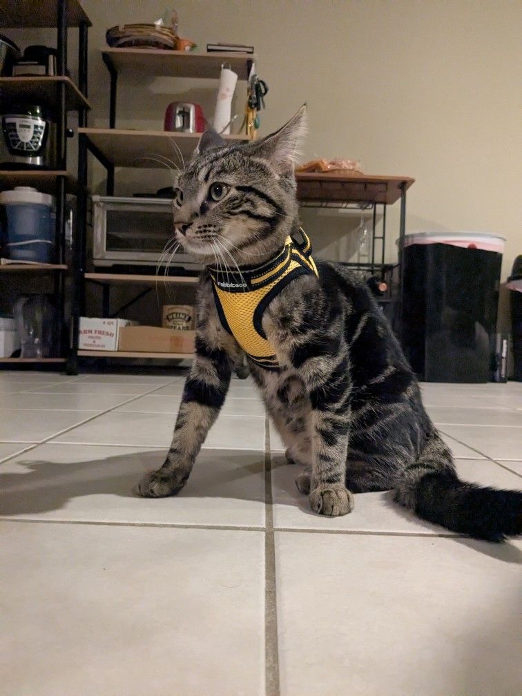 Kitten Harness (Rabbitgoo)