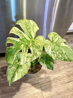 Monstera Mint
