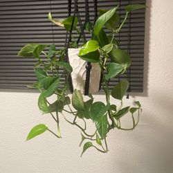 Gorgeous Full Pathos Plant In Glazed White Ceramic Pot Hung With New Macrame