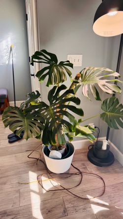 XL Monstera Deliciosa Established in PON