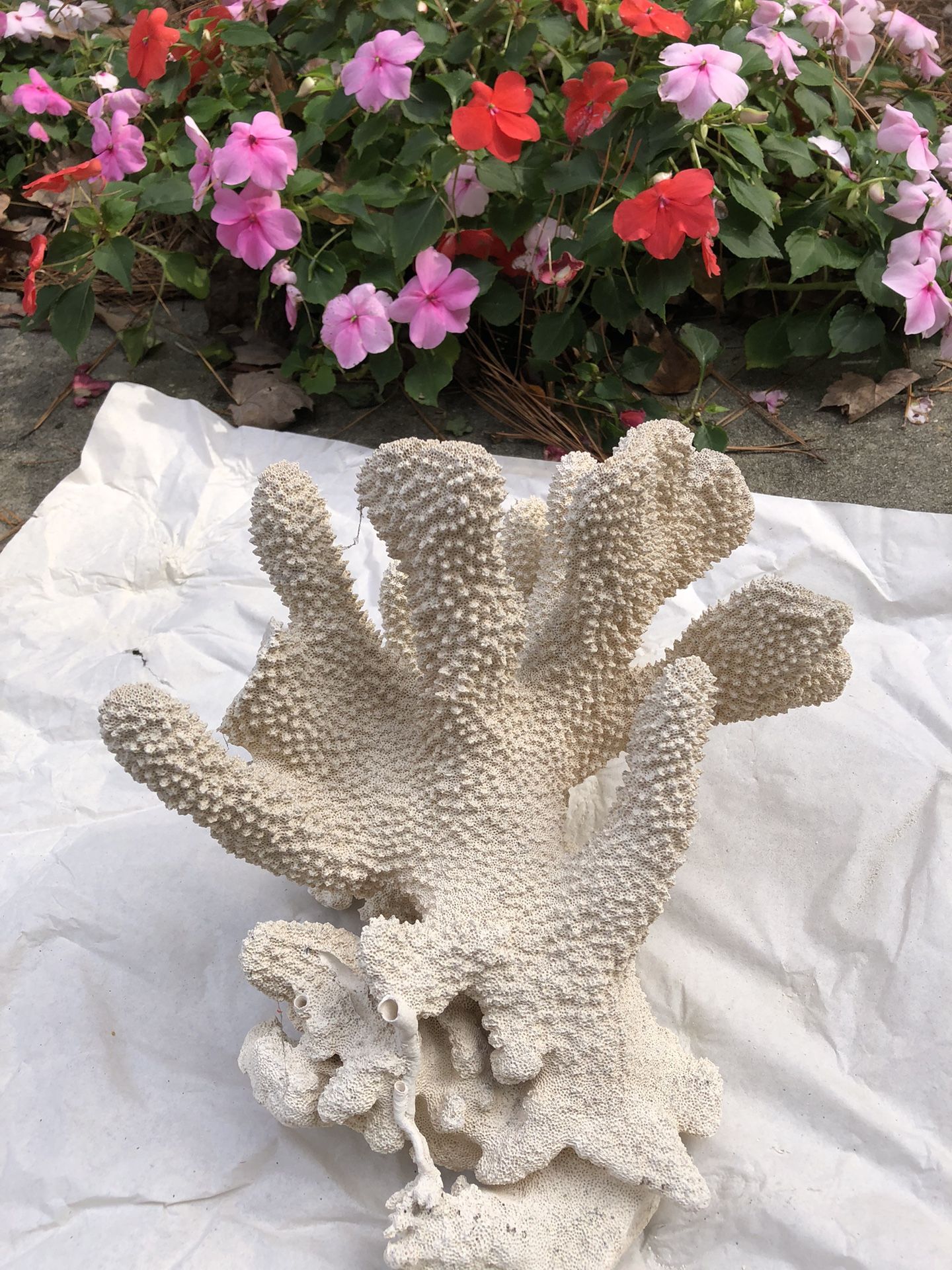Coral that is decorative for reef tanks