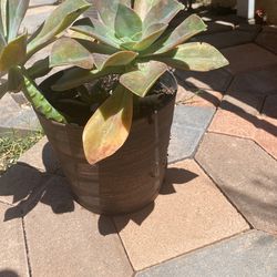 Suculenta