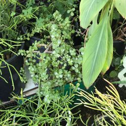 Plantas De Diferentes $ 10 Each