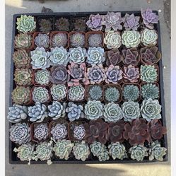 Echeveria Mix Succulents 