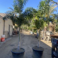 Foxtail Palms
