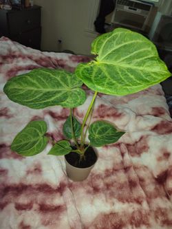 Rare Mint variegated Anthurium hearts afire