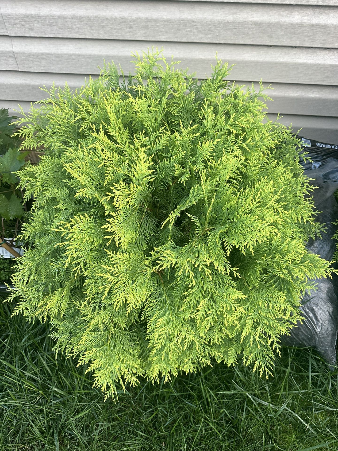 Outdoor Plant