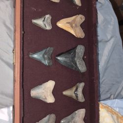 Shark Teeth