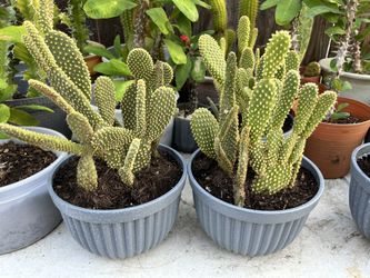 Small Bunny Ear Cactus 