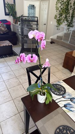 Purple orchid