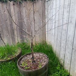 Fruit Trees 
