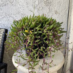 1.5 Gallon Pot Succulent Plant - Ruby Necklace - Crassothonna Capensis - Rare - Rooted & Established - Drought Resistant - 🪴 