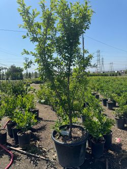 Plum Tree 25gallon