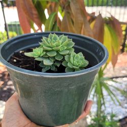 $9 suculenta plants 