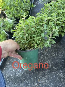 Herbs Oregano,mugwort Mint, Rue