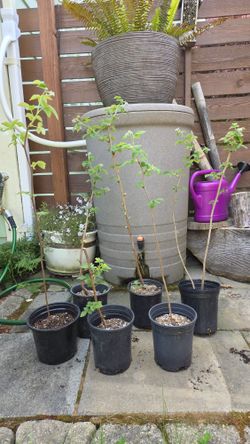 Raspberry Plant 2.5 Quart