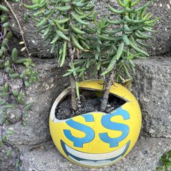 Planta 