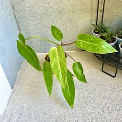 Philodendron Painted Lady Plant