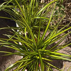 ♥️Very Healthy♥️LOW MAINTENANCE Dracaena marginata Kiwi Cane♥️pls Read description♥️