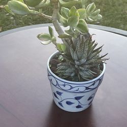 Very Healthy Tricolor Jade Plant And Zebra Plant In Ceramic Vase 
