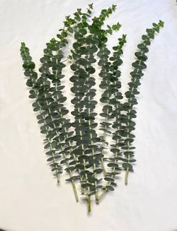 Fresh Organic Eucalyptus