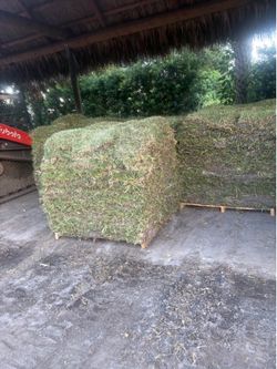 Sod - Césped